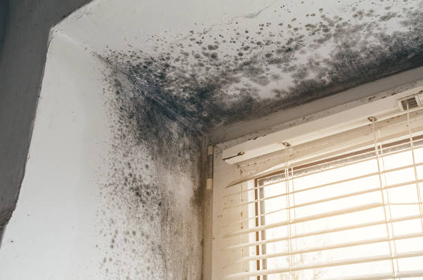 Affordable Mold Remediation solutions in Shelbyville, KY